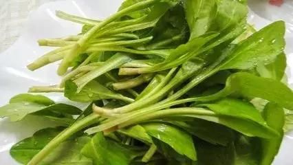 春天吃这些野菜，对身体有这么多好处，收藏了！