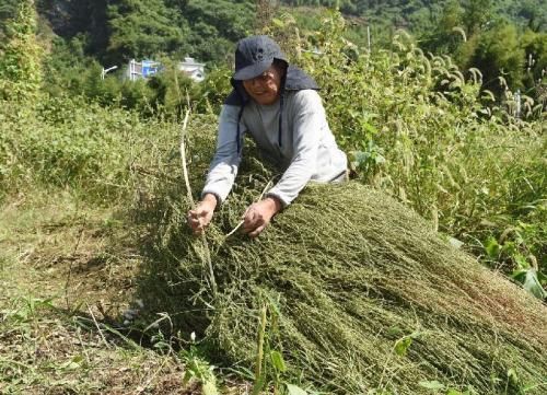 农村这种草最适合养猪农民种植，嫩时用来喂猪，老了可以打扫猪圈