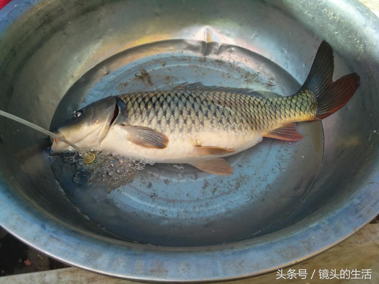 野味38元一斤，成虫仅为幼虫寿命的十分之一，生活史跨越水陆两域