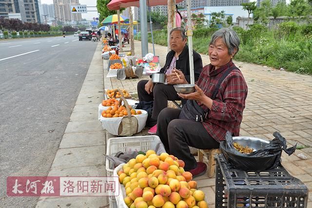 河南：大河报一场直播，洛阳果农陈维超滞销数千斤甜杏2天卖完