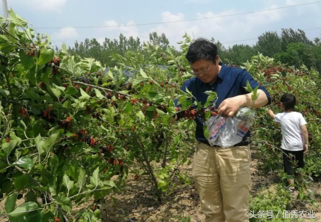 农村人种了200亩桑葚树，20块钱随便采，不赚钱图个啥？