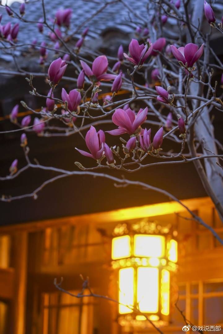 北京植物园～没等你叫，春就来了