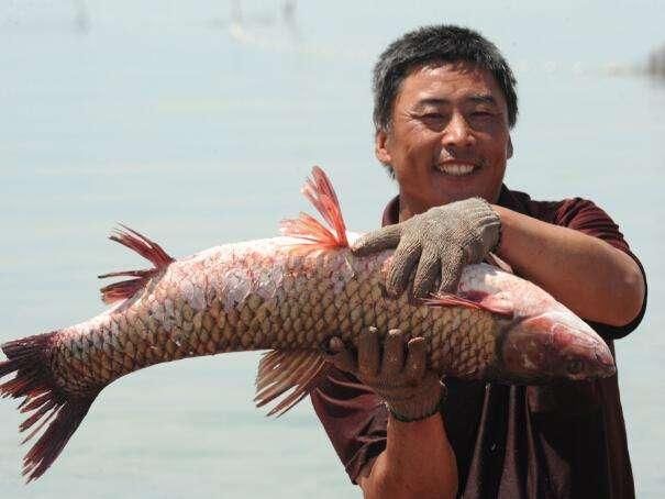 中国与沙漠共存的最大淡水湖,一条鱼近三万,吃了能飞吗?