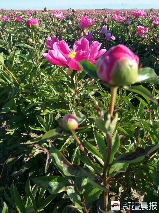 额敏县1500余亩芍药花竞相绽放 种植户：这是一朵朵致富之花