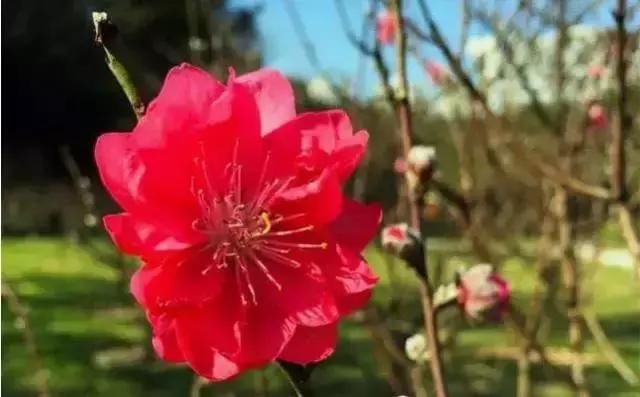 又是一年桃花开！去深圳莲花山公园转转“桃花运”！