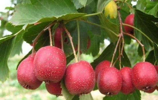 怀孕了,嘴再馋也别吃这3种食物,对胎儿的发育