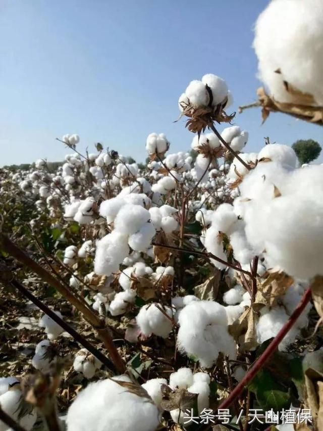 2018年新疆棉花目标价格补贴新变化来了!