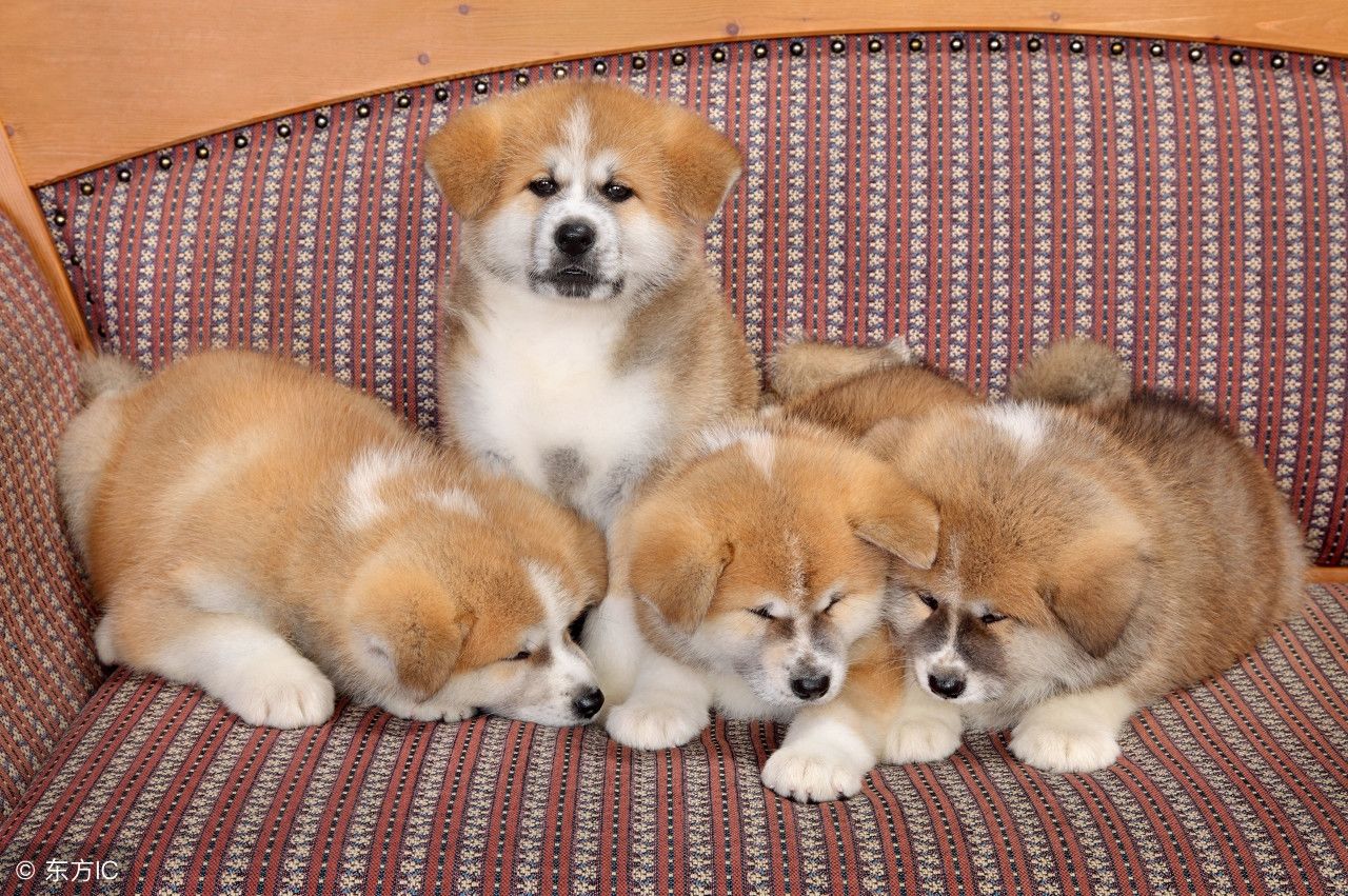 忠诚的秋田犬,八公犬的故事