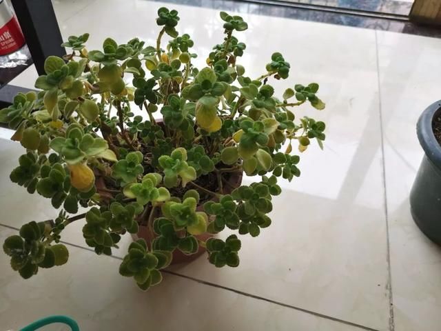 我养一年的碰碰香盆栽,用这方法就能繁殖几十盆,扦插培育特简单 日博