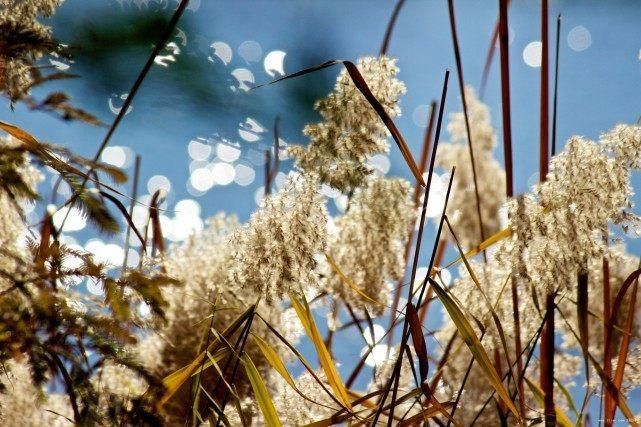 秦始皇陵旁芦苇里发现一渠碧水，或是地宫排水道，地宫深不可测