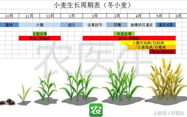 小麦高产，做好冬小麦春季返青田间管理