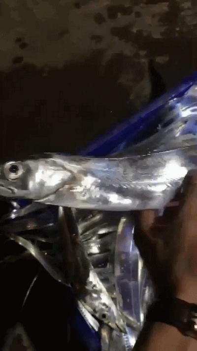 【转载】吃带鱼刮掉银鳞就不腥了,所以,你都挑掉鳞的买!