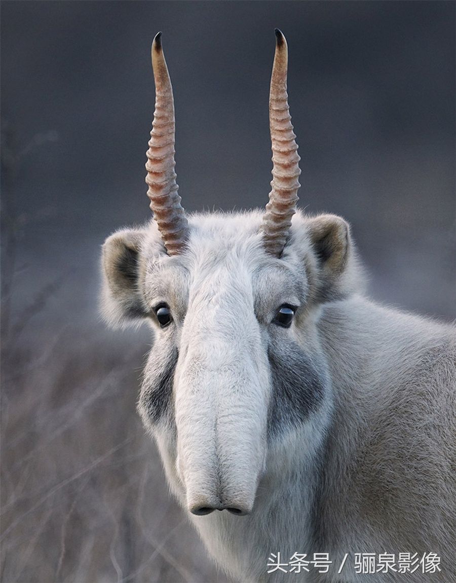 Tim Flach:唤起怜悯之心 充满人性的动物肖像