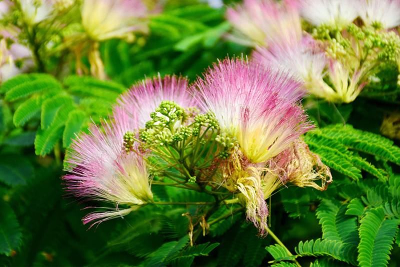 《芳华》片尾曲里的 绒花 是什么花?科普专家