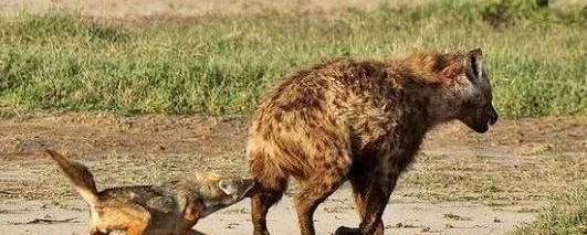胡狼居然对鬣狗进行偷袭掏肛,最后的结果让人