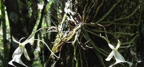 《喜马拉雅山惊现“天价”兰花》