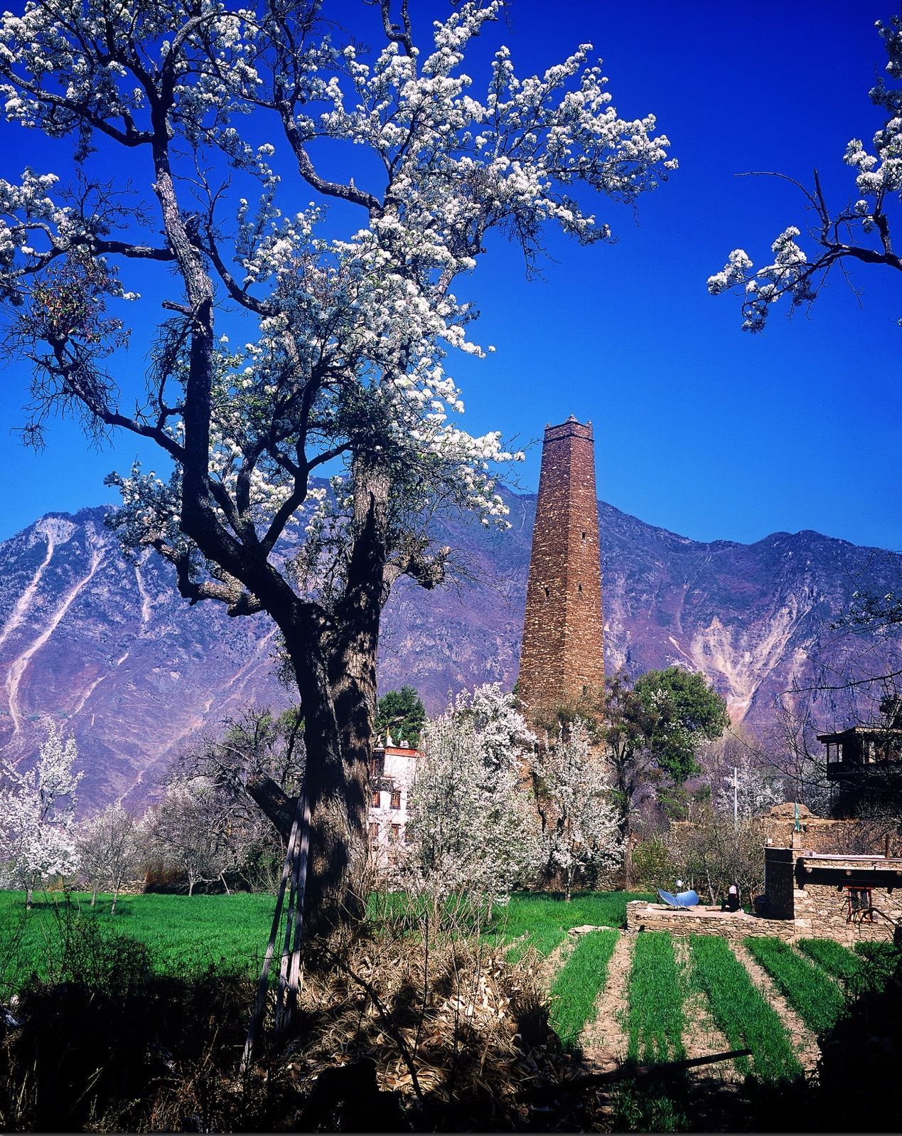 中国最美乡村丹巴 迎来梨花的最佳观赏期