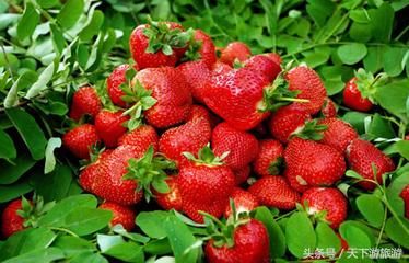 清明节带着孩子去兰州这些地方采摘草莓踏青吧