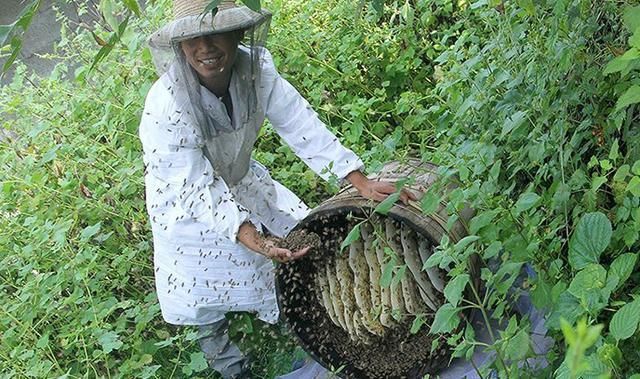 来自农村原始森林中的“野蜂蜜”，营养赛山珍海味！