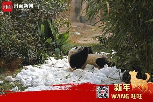 成都今天大太阳，结果熊猫基地下雪了…见到雪的熊猫们又兴奋地打