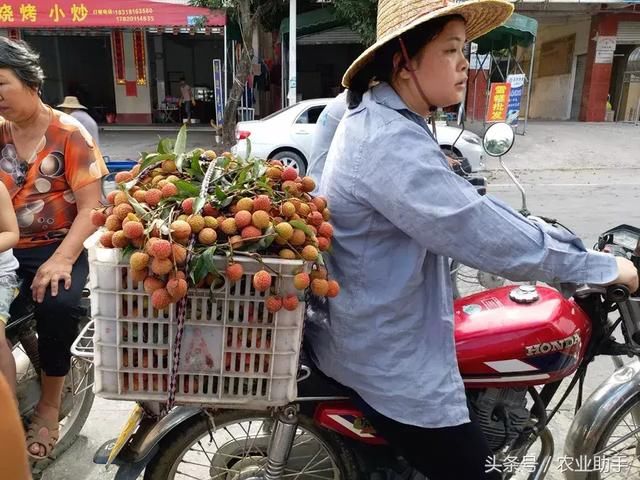 荔枝收购价一跌再跌！消费者表示荔枝还是10元每斤！