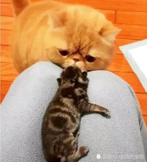 加菲猫盯着小奶猫,一脸纠结1好奇:这家伙真的跟图游手二次元搞笑图片