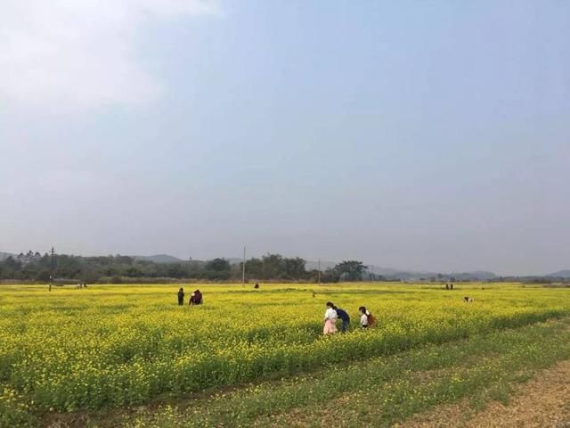 韶关油菜花海“大爆发”，万亩花开满地金！此时不看更待何时！