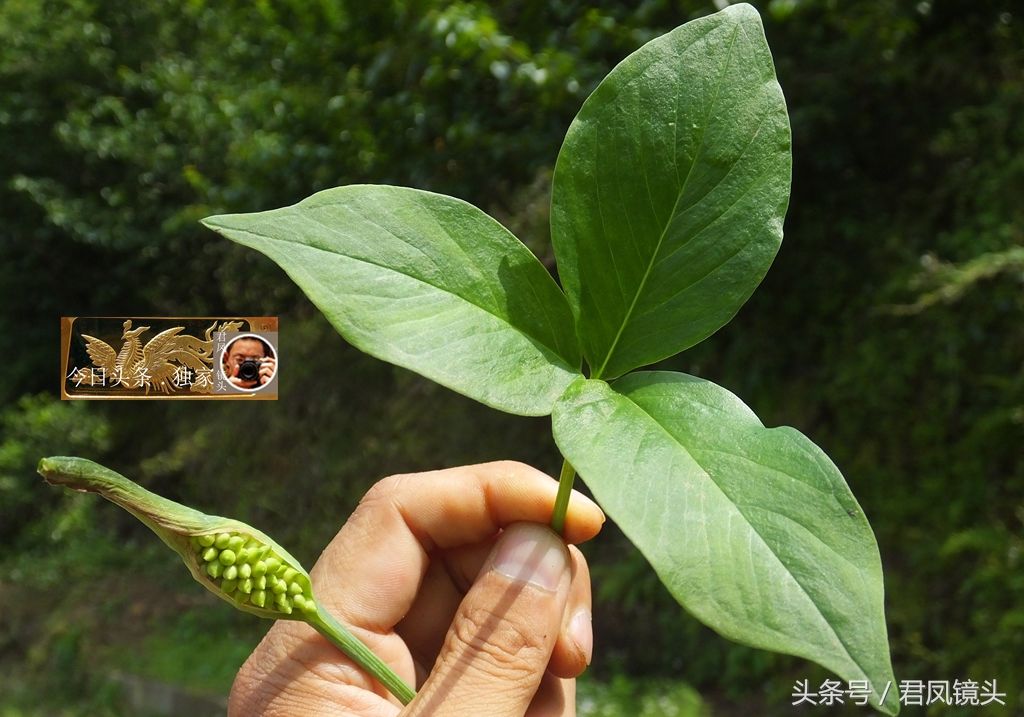 湖北宜昌:乡村，中草药半夏结籽!半夏抗肿瘤，可治癌症!