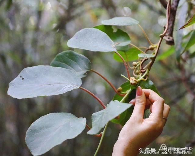 汉中这个地方有最壮美的高山草坝，你来过吗？