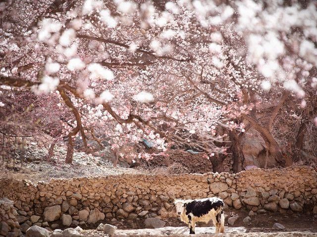 3月赏花之旅:这里的花花世界让游人流连忘返