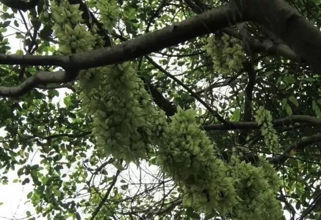 成片花海美如画!最佳赏花地，我推荐南山这几个