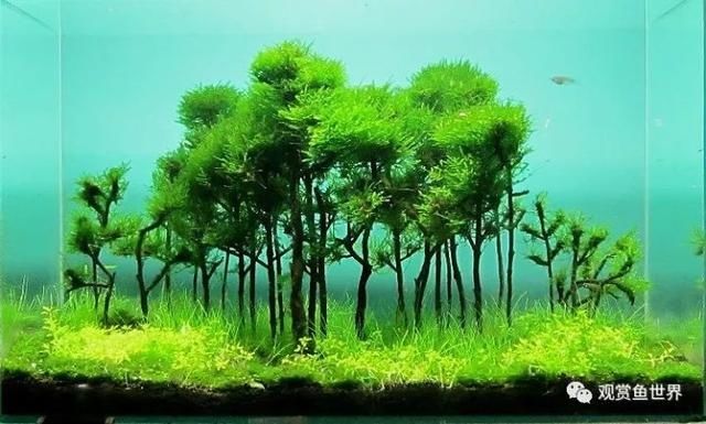 水草缸养殖好水草的关键都在这里!