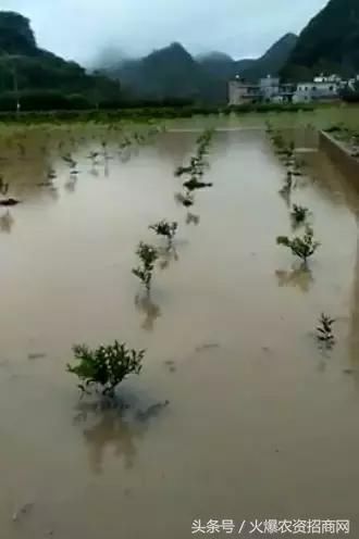 两广狂风暴雨，柑橘树泡水、甜玉米全倒！未来十天，南方仍有强降