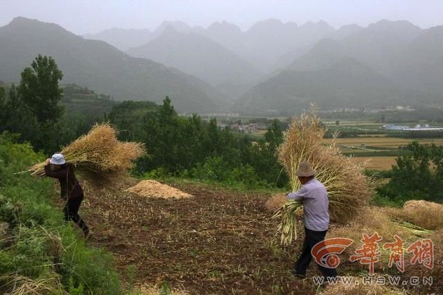 关中 夏收开始啦