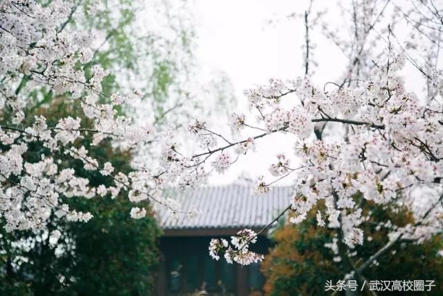 武汉30个春游免费景点大集合!踏青、骑行、拍照来这里就对了!
