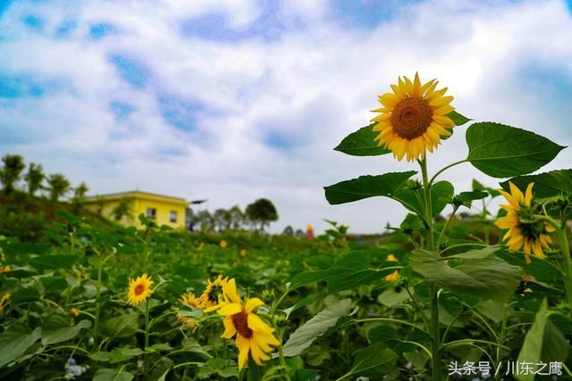 四川华蓥：雨润花海别样美