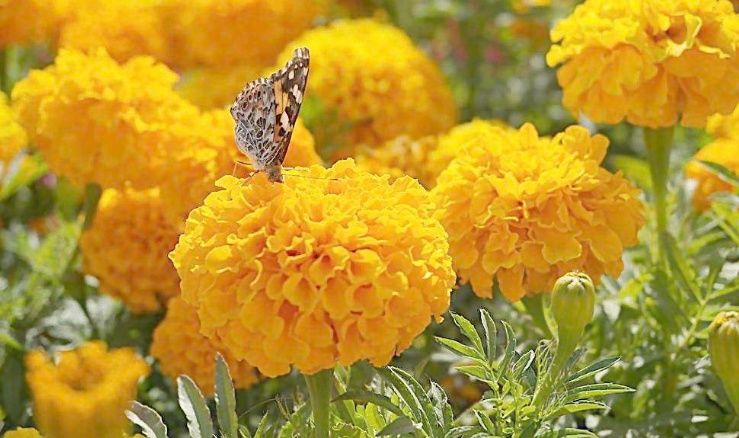 叶黄素酯:孩子近视了,90%的家长都会犯的错误