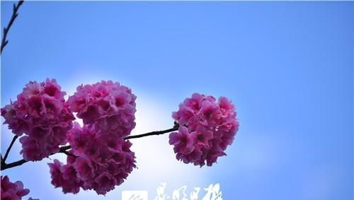 樱花满城开春城三月花似锦_保定汽车_保定之窗