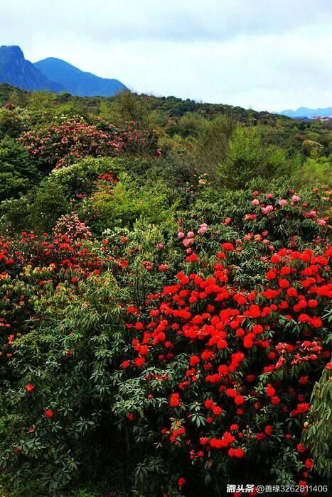 百里杜鹃春来艳，漫山遍野映红天