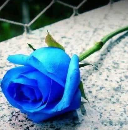 心理测试:选1朵你最喜欢的花,测你会留给别人什么样的第一印象