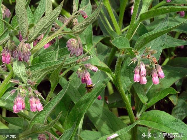 牧草搞养殖怎么饲喂才科学？牧草搞定养猪、养牛、养羊、养兔