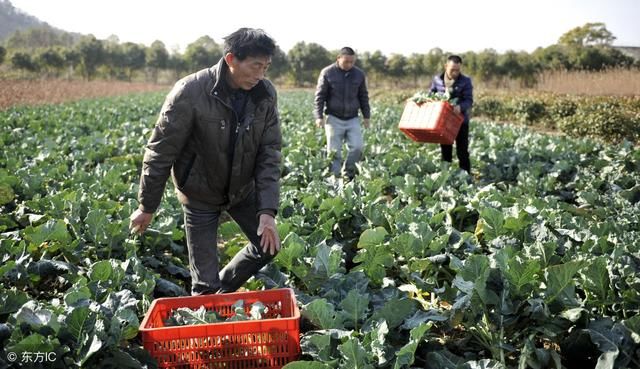 农民不必非要出去打工，这3个项目，随便干好哪一个都比打工强