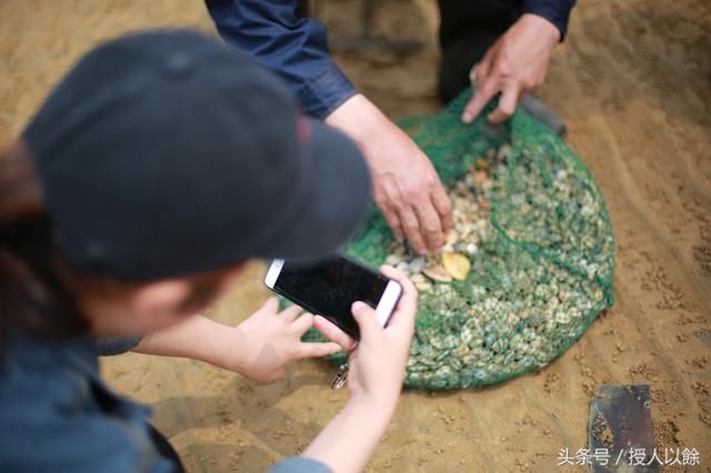 夏天赶海，退潮后海滩上都是海鲜，带你体验捡海鲜的乐趣