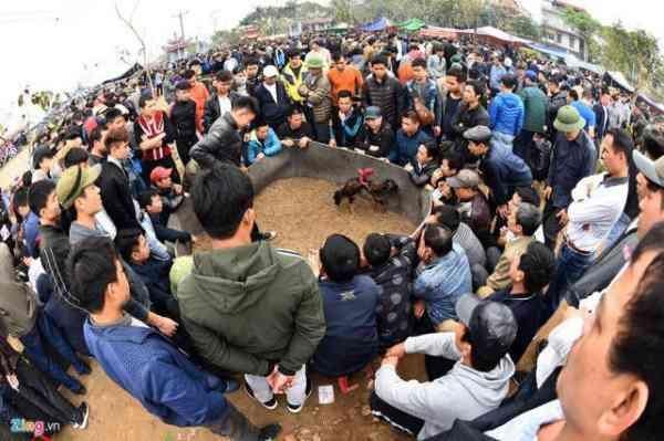 越南春节斗鸡大赛场面异常激烈,吸引众多民众