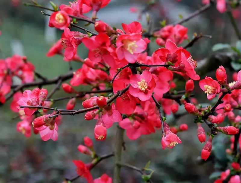 春游赏花踏青的看过来，自驾路线、交通提示在这里！