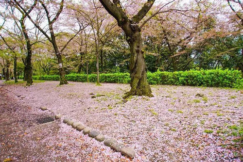 日本最火樱花地盘点,春季赏樱看这儿就够了