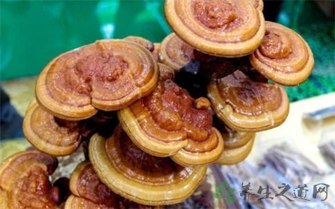 野生灵芝怎么食用