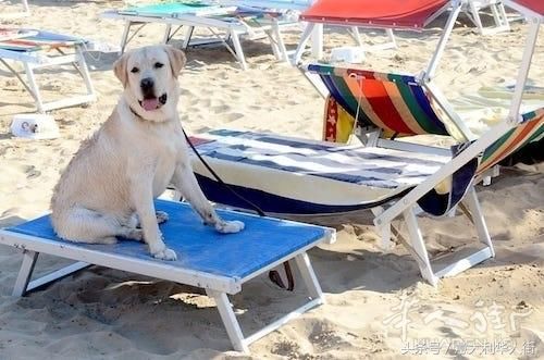 意大利游客带狗去沙滩游玩各被开出200欧元罚款