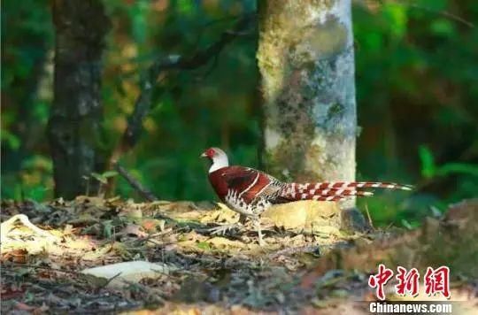 摄影师在德化拍到一只“漂亮的鸟”，竟是国家一级保护鸟类!珍稀