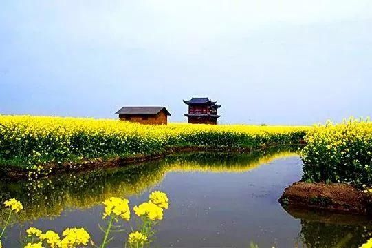 美出天际线的油菜花海不止是婺源才有！内附油菜花田最强拍照指南